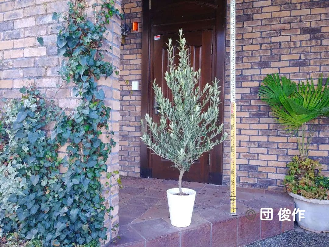 オリーブの木 シプレッシーノ 160cm❗ 整った樹形 綺麗な葉色 大型8号