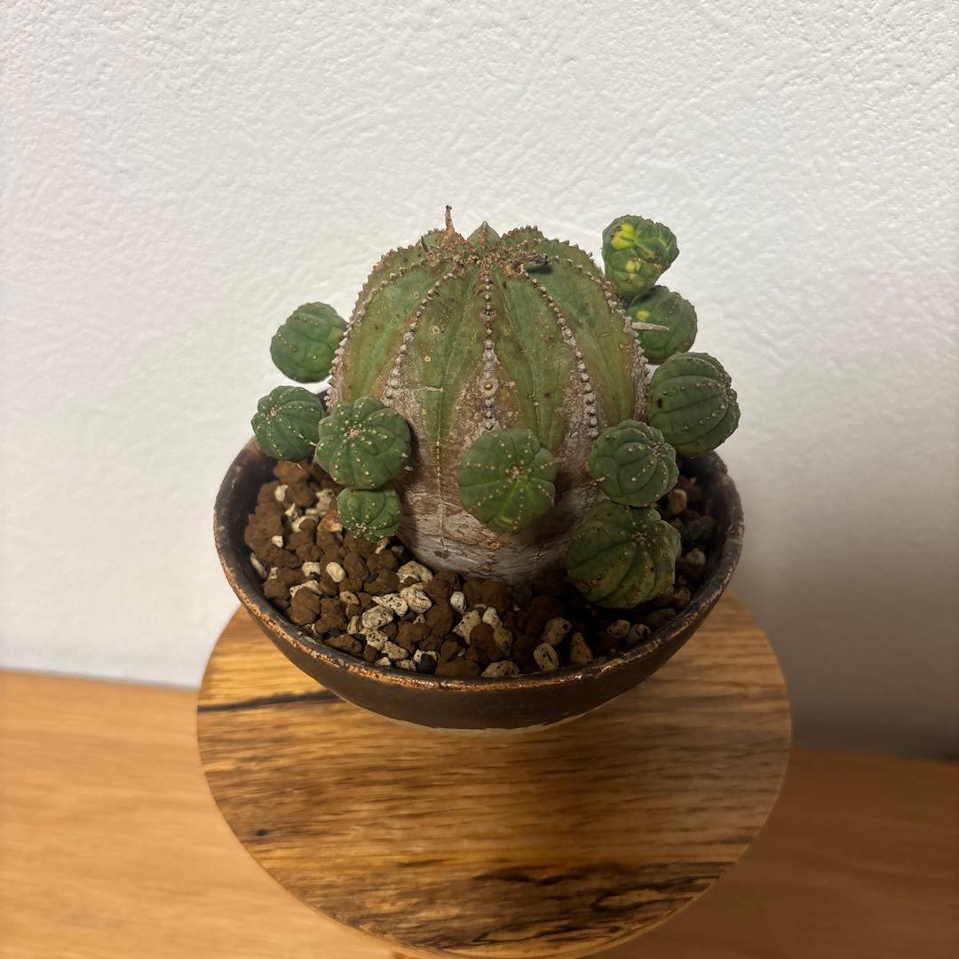 ト*ス様 オベサブロウ　オベサ　木質化　鉢付き　たけろうポット