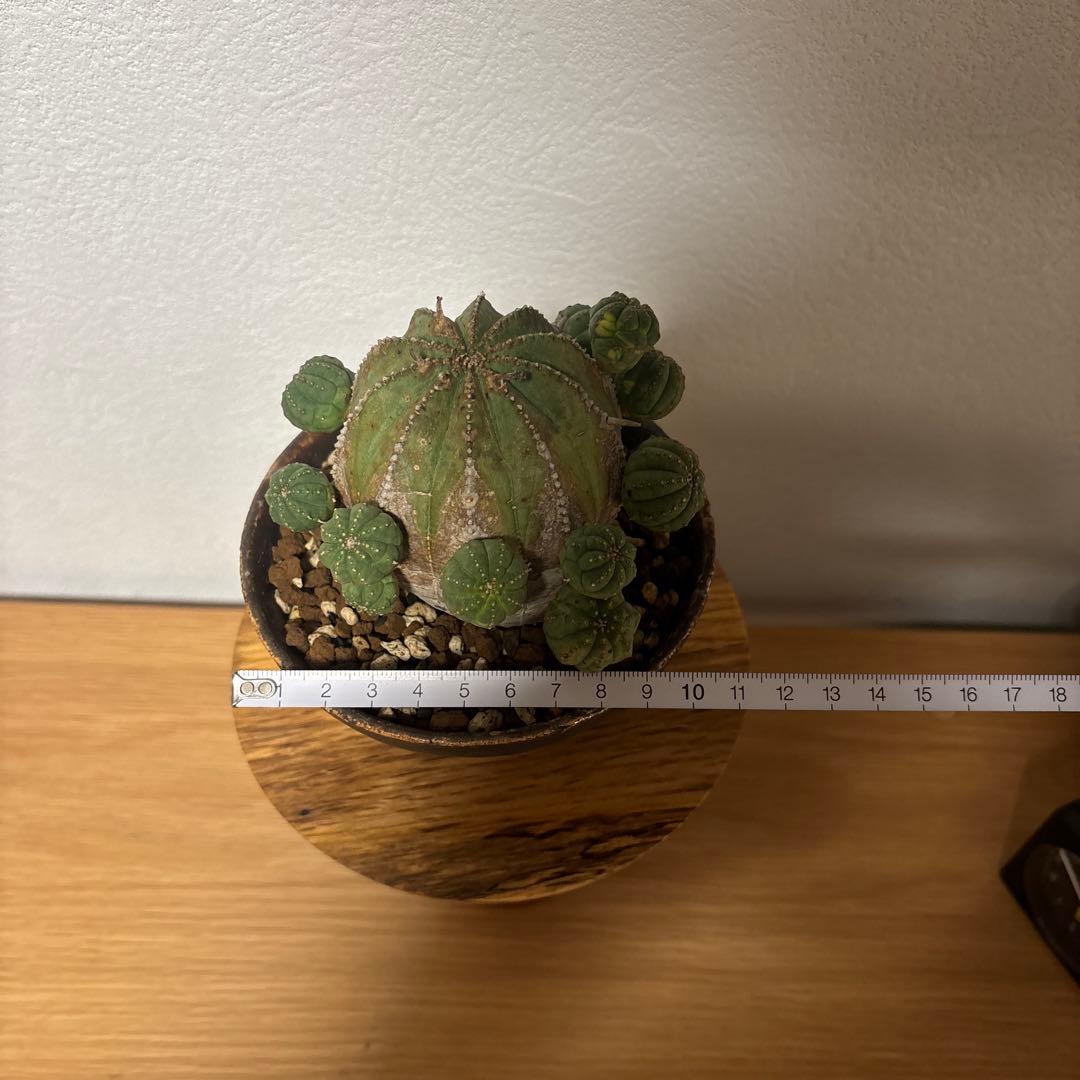 ト*ス様 オベサブロウ　オベサ　木質化　鉢付き　たけろうポット