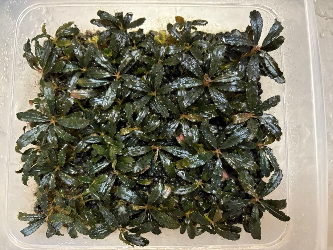 たっちゃん、ブセファランドラ クダガン 大量