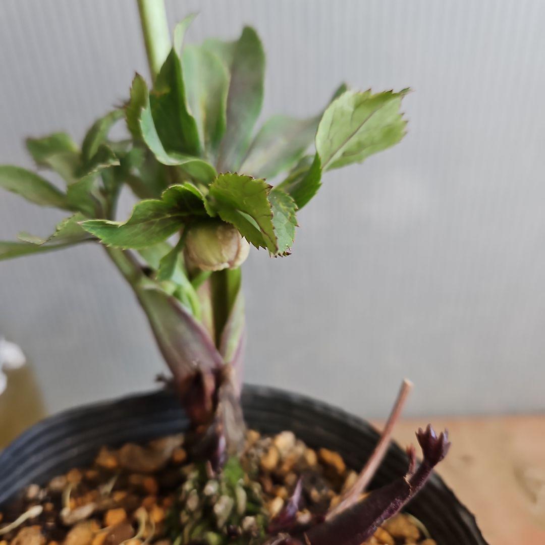 蒼ララ様ご購入苗㉖-365クリスマスローズ