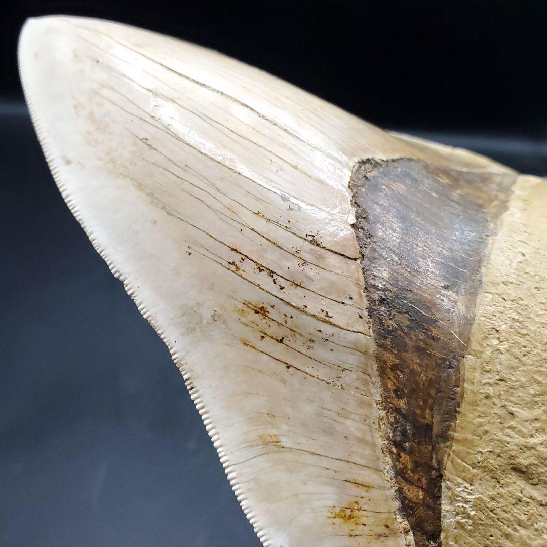 極上 メガロドン 歯 化石 本物 インドネシア 136.29mm mg17