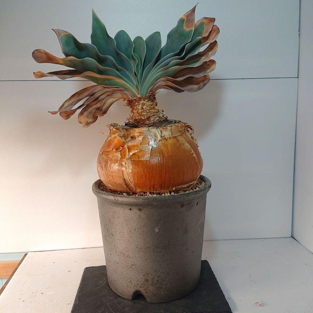 【大株】横幅22センチ！ブーファン ハエマンソイデス 発根済み 現地株 塊根植物