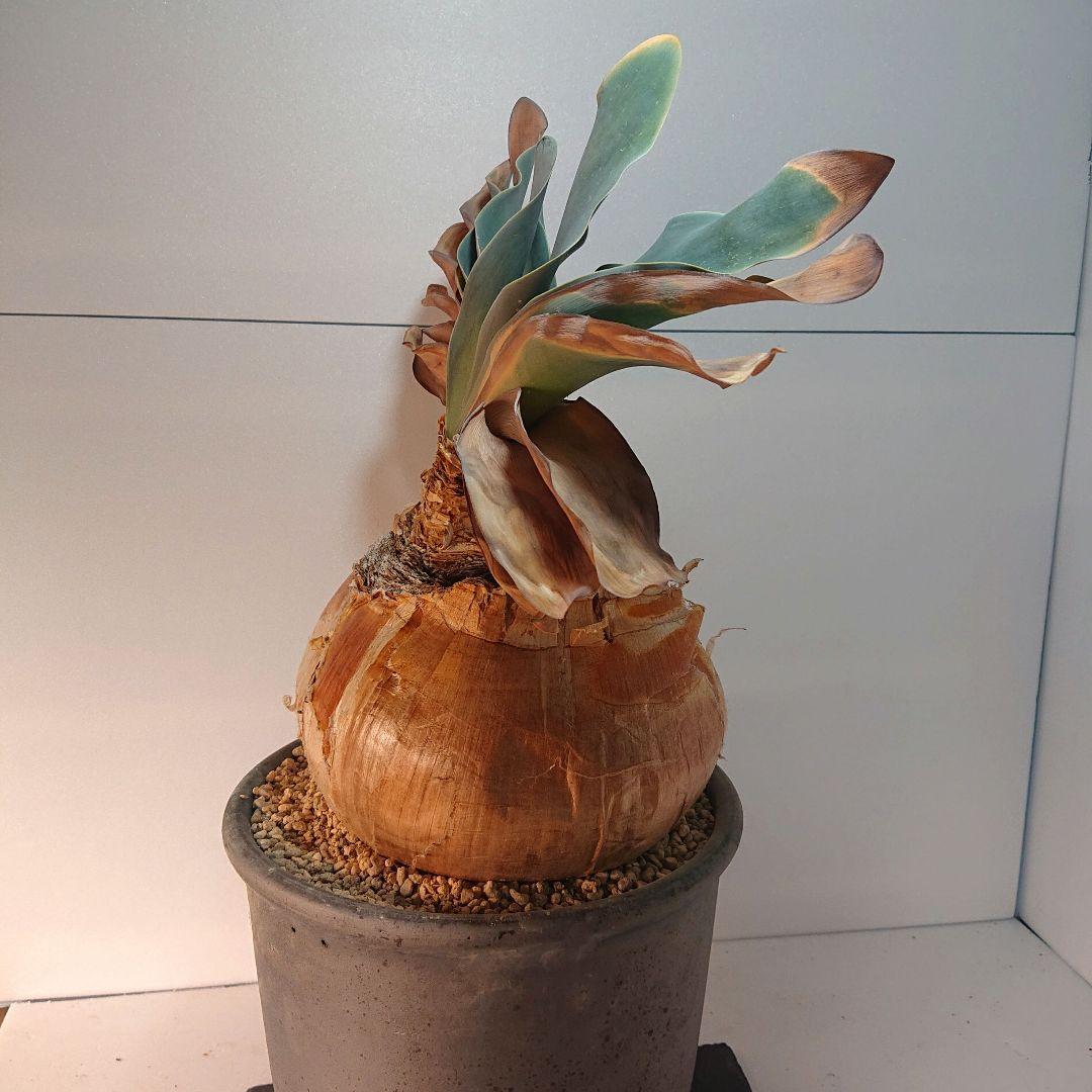 【大株】横幅22センチ！ブーファン ハエマンソイデス 発根済み 現地株 塊根植物