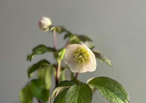 ロ*ズ様 クリスマスローズ　大木　ナーセリーさん　ポーセリンhyb