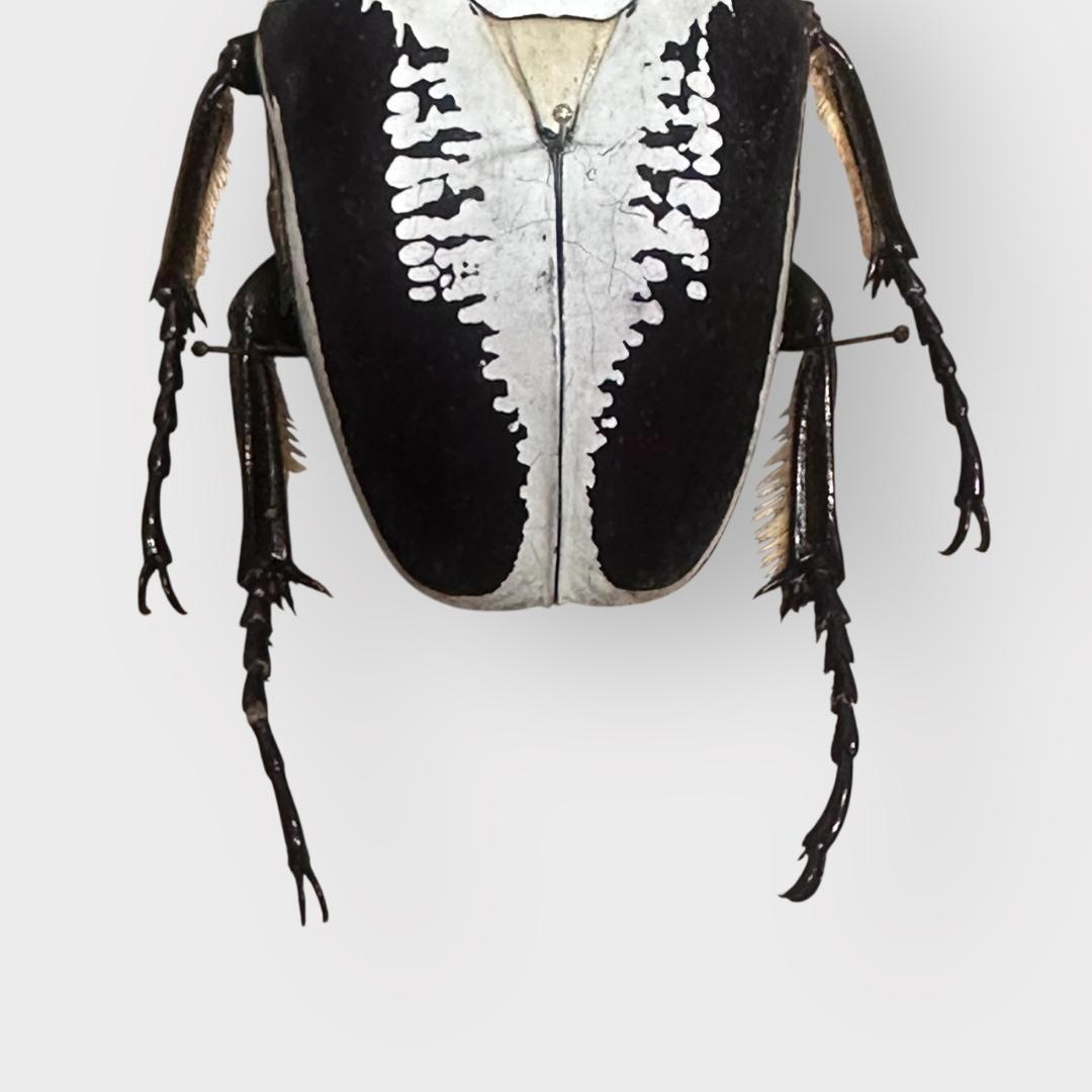 桐箱入り　ゴライアス　レギウス オオツノハナムグリ　 雄　オス　標本　　コンゴ産