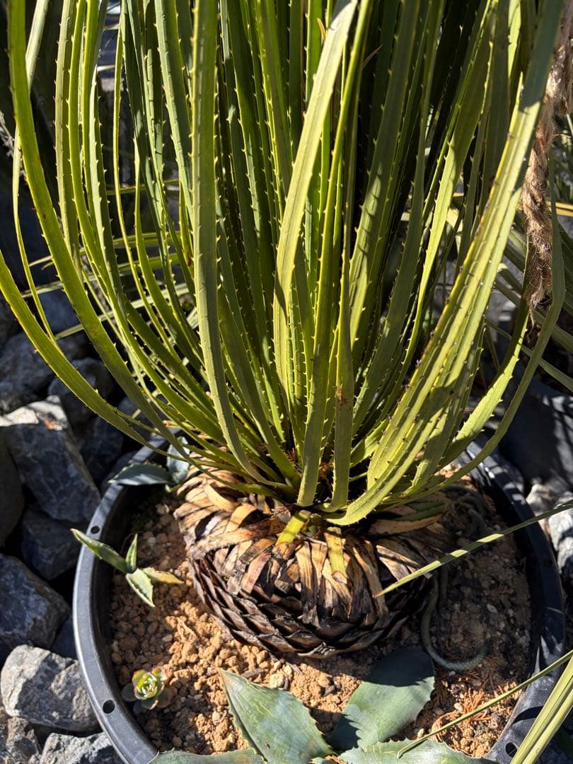 耐寒性ダシリリオン大苗ミキワネンシス◇ドライガーデン多肉サボテン　アガベ　ユッカ