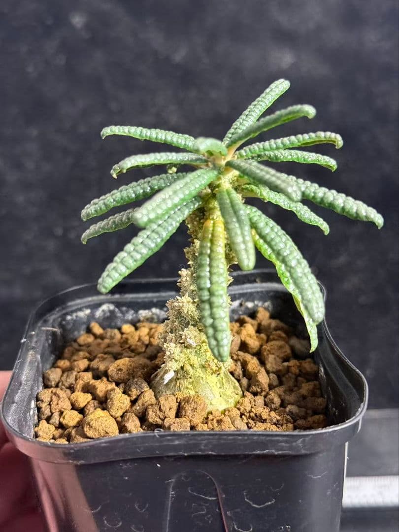 t*e様 ドルステニア・ギガス ブルラタタイプ 実生株｜発根済み 鉢植え発送 Z