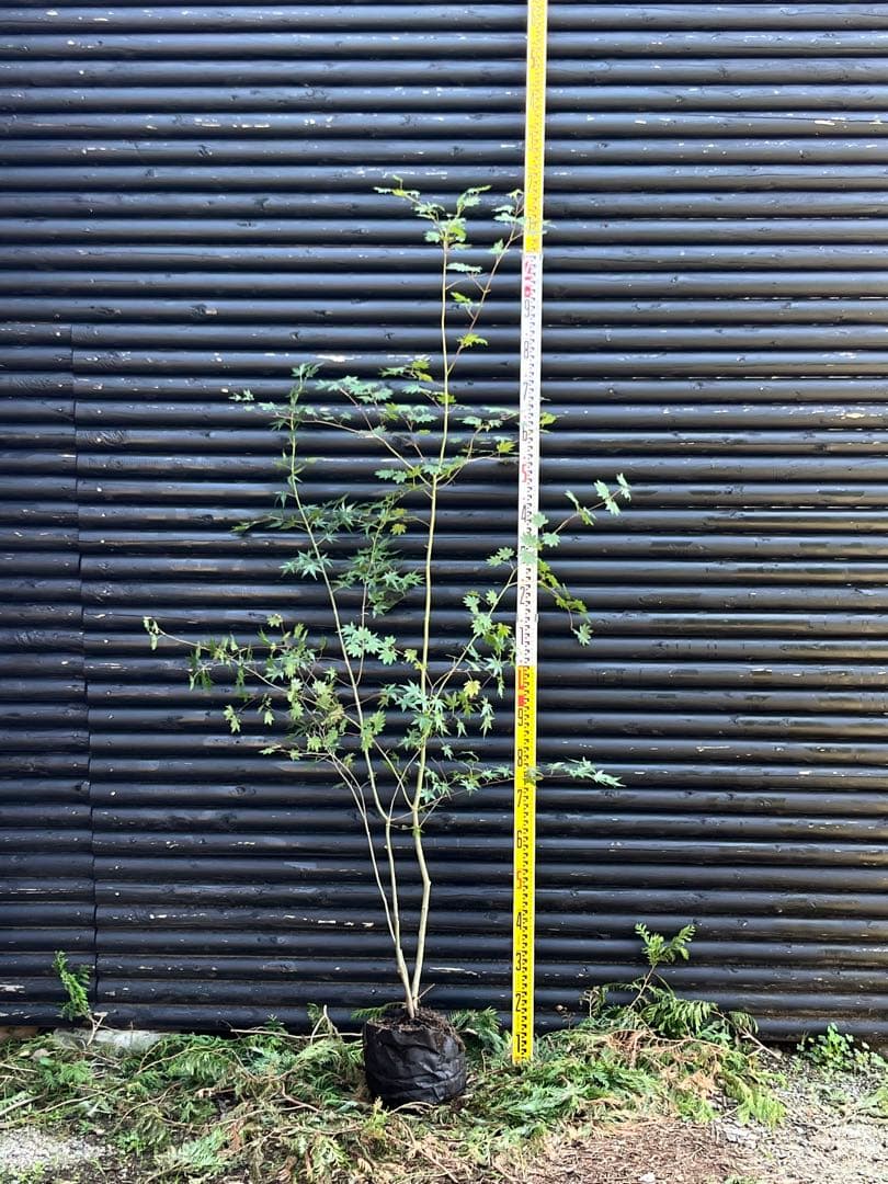 山採り天然　コハウチワカエデ　イロハモミジ　2種混合株