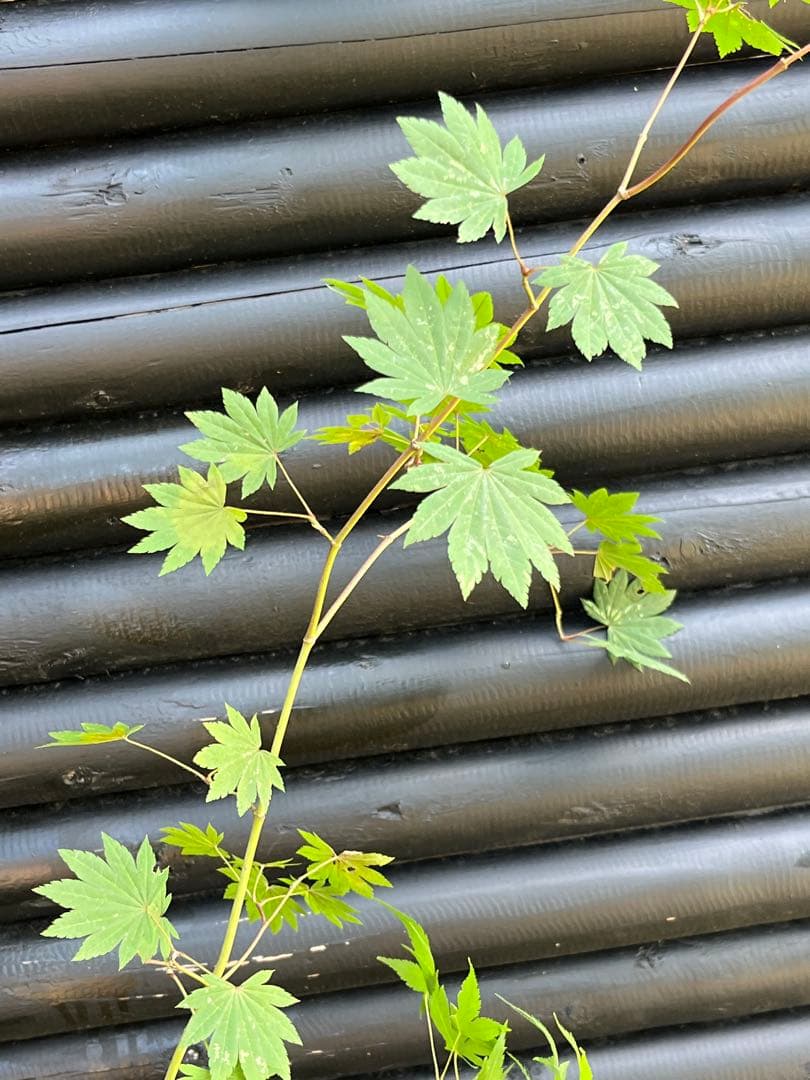 山採り天然　コハウチワカエデ　イロハモミジ　2種混合株