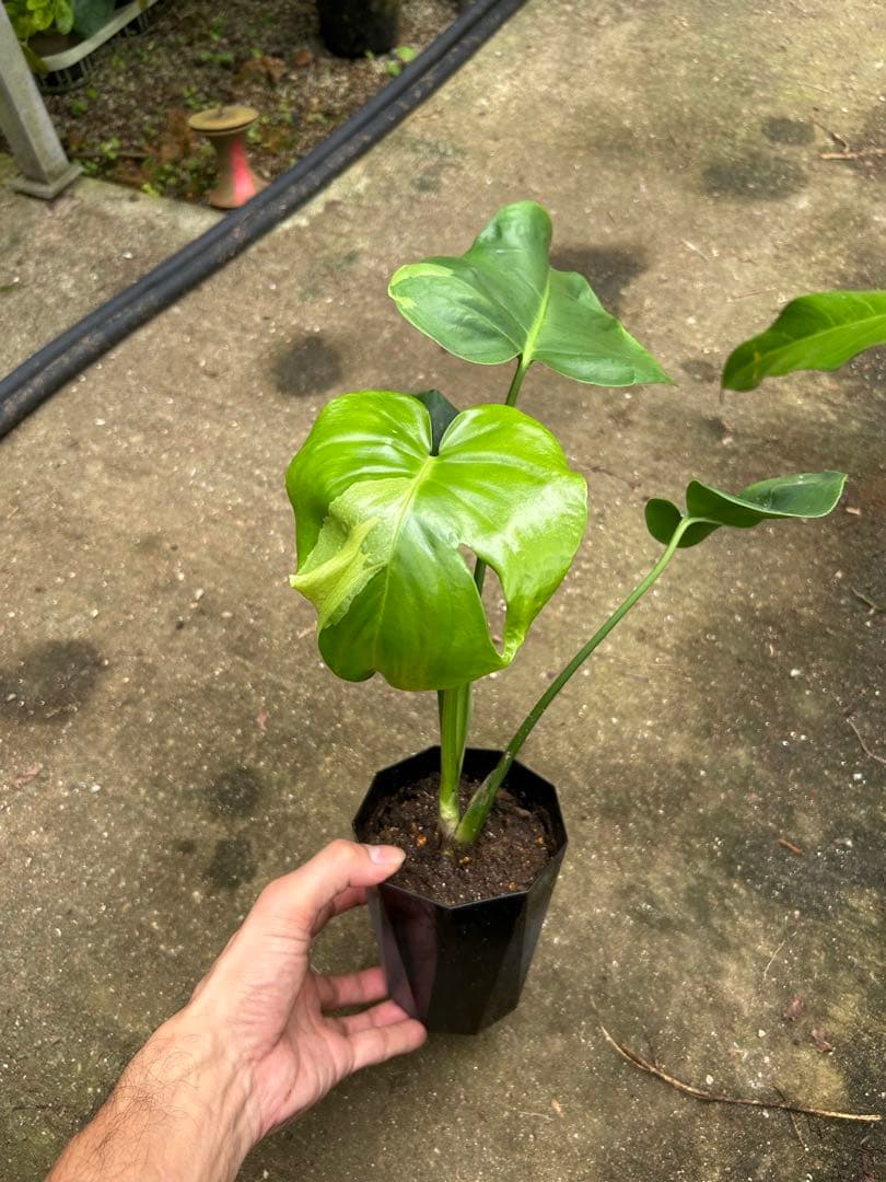 モンステラ　デリシオサ　グリーンモンスター