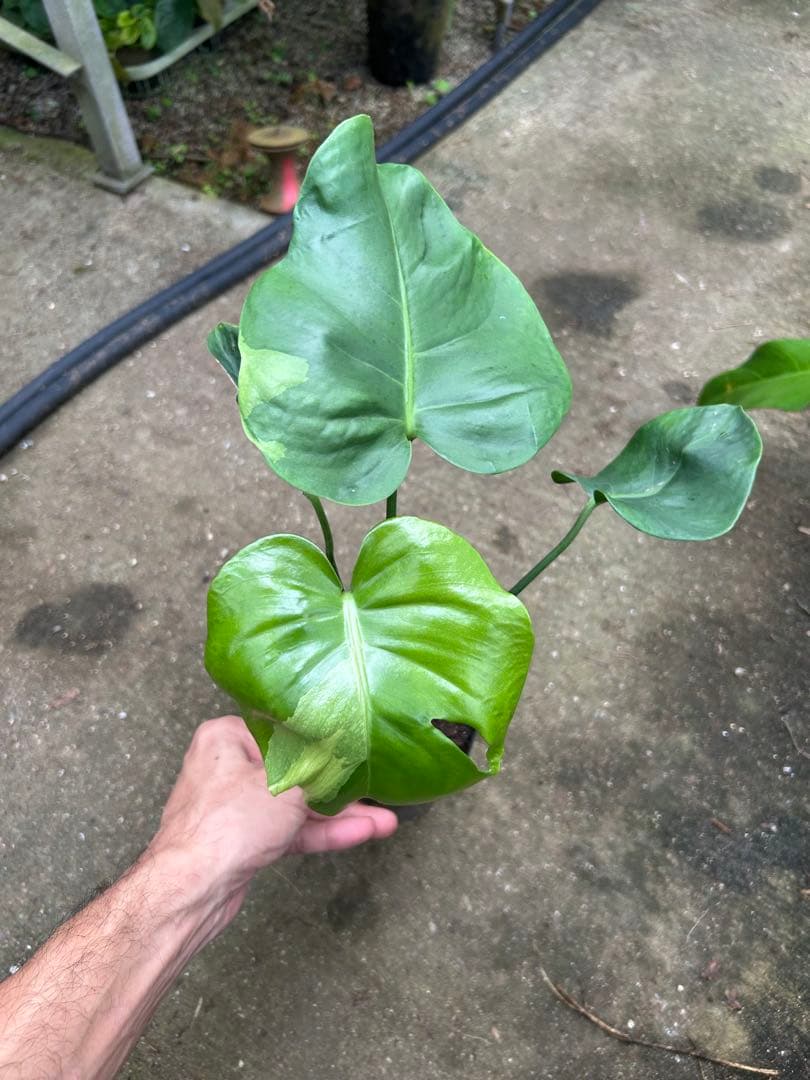 モンステラ　デリシオサ　グリーンモンスター