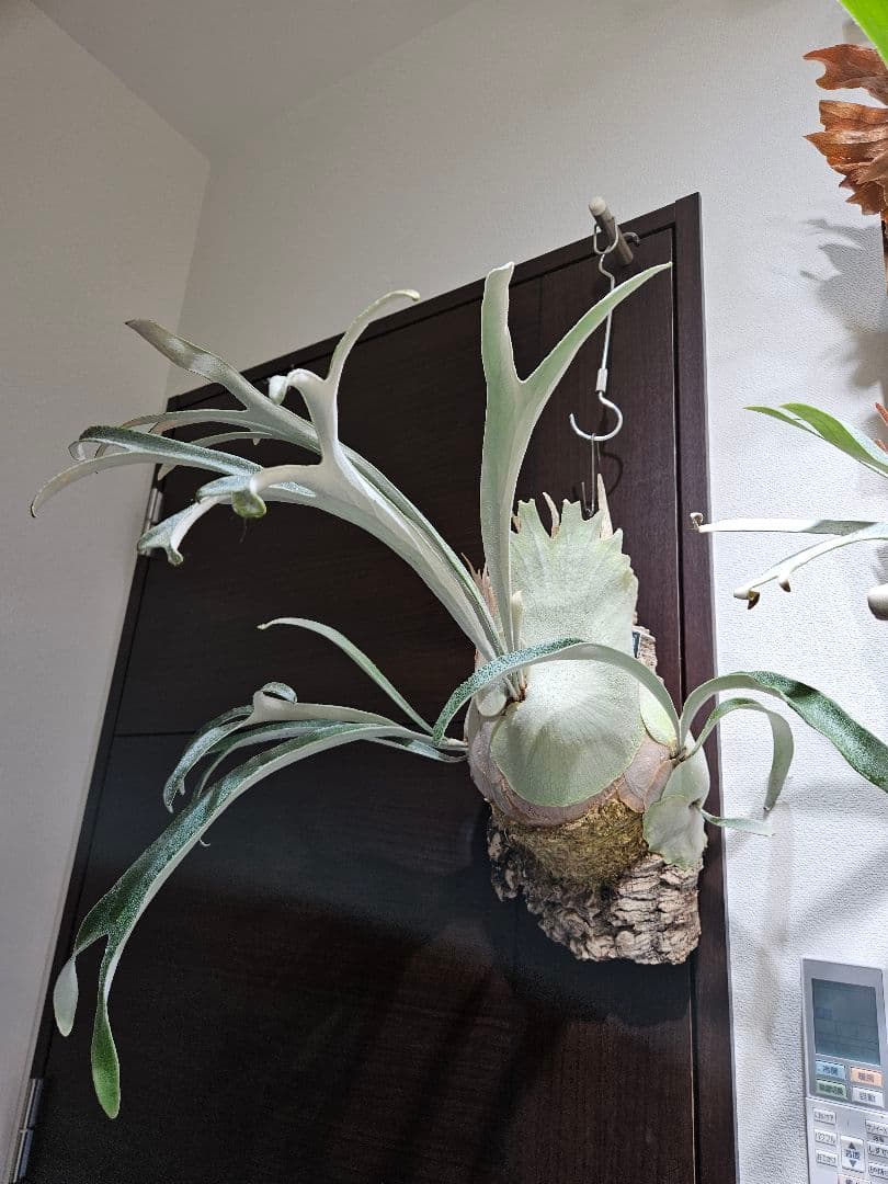 ビカクシダ P.veitchii limited species 3 edition