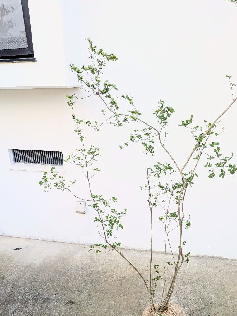 絶品。山採りドウダンツツジ。