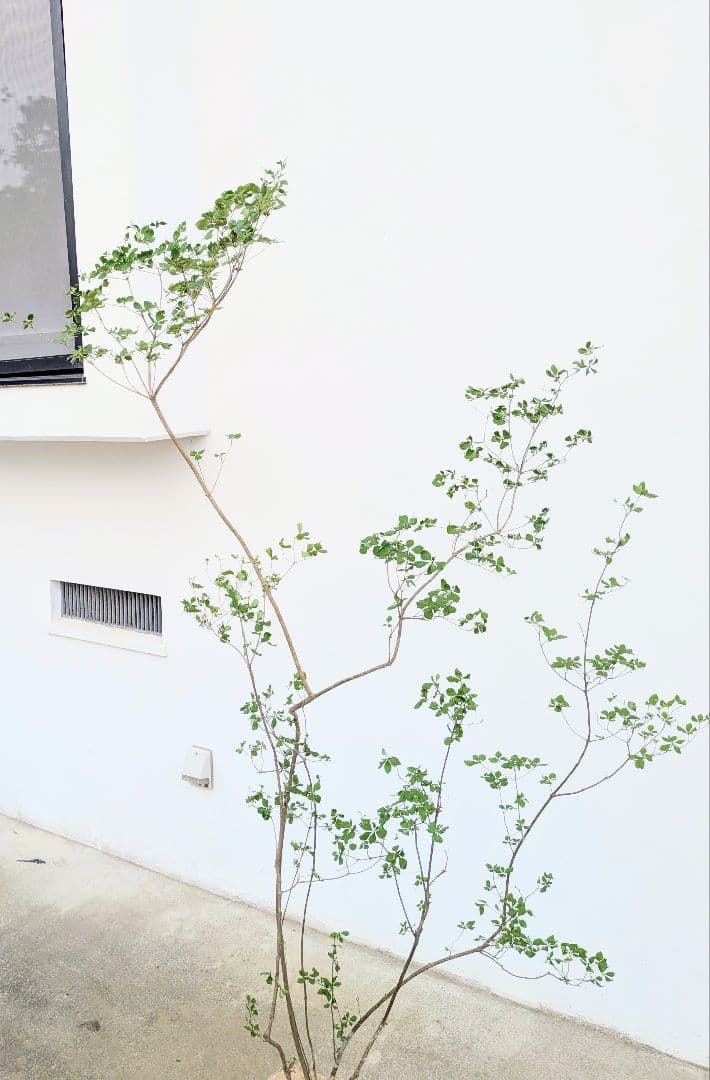 絶品。山採りドウダンツツジ。