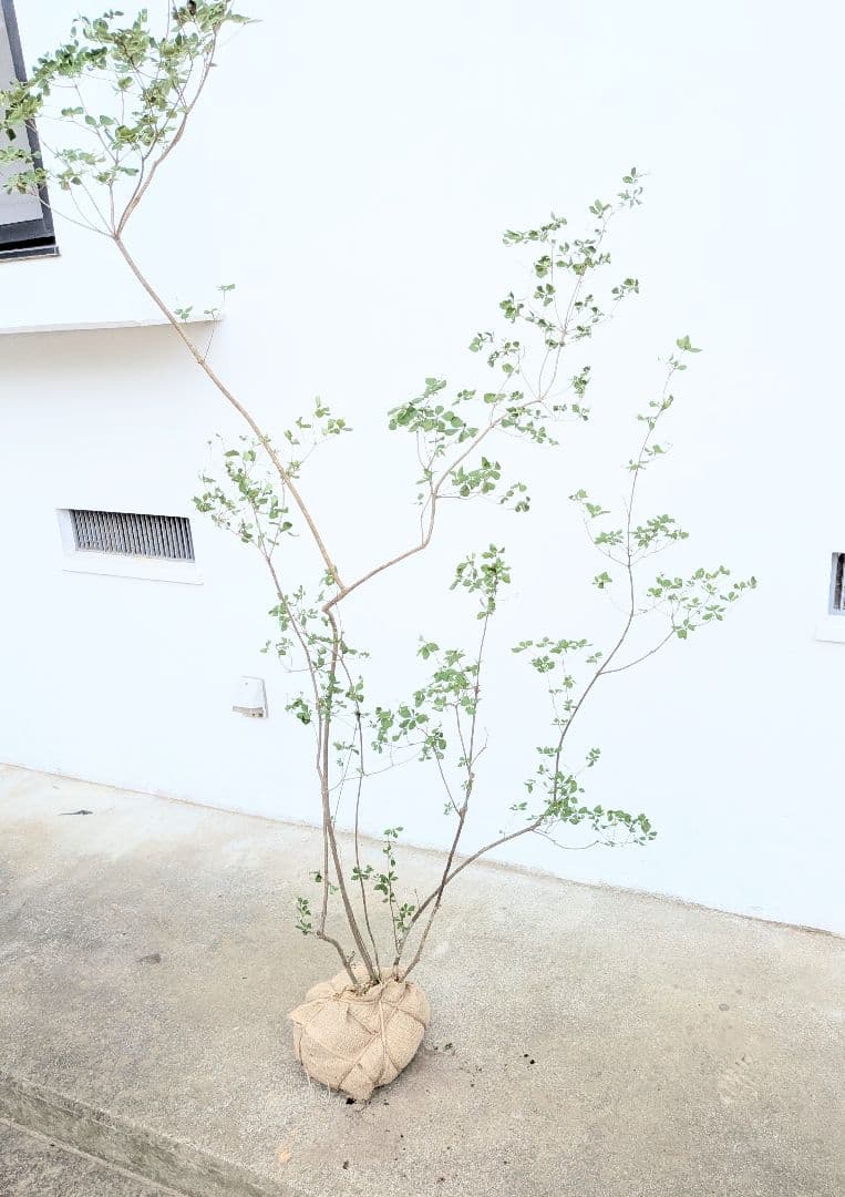 絶品。山採りドウダンツツジ。