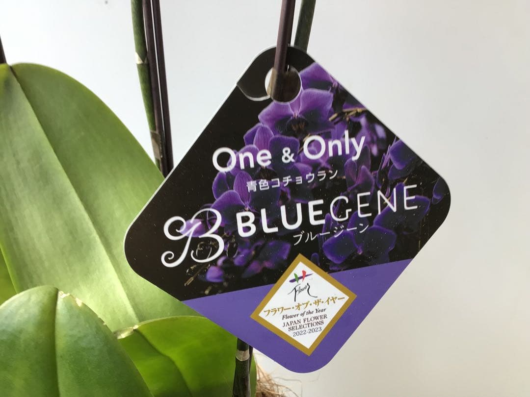 ①世界初の特別を贈ろう！フラワーオブ・ザ・イヤー受賞のブルー胡蝶蘭・ブルージーン