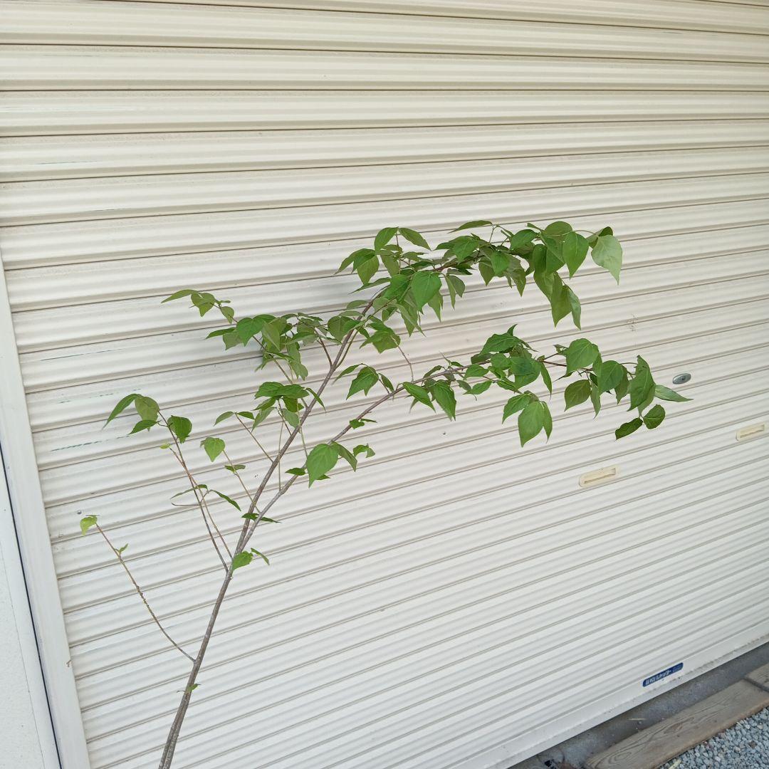 ツリバナ　2本立ち　山採り