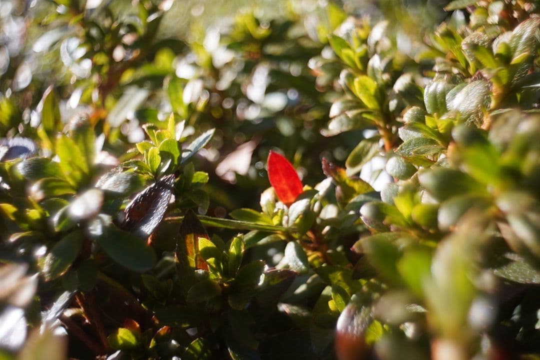 068_Kodak Anastigmat 15mm f 2.7 Cマウント