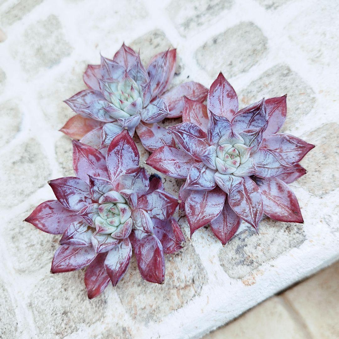 ペガサス◎多肉植物 カット苗 韓国苗 エケベリア等