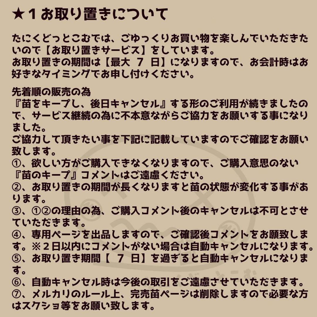 ペガサス◎多肉植物 カット苗 韓国苗 エケベリア等