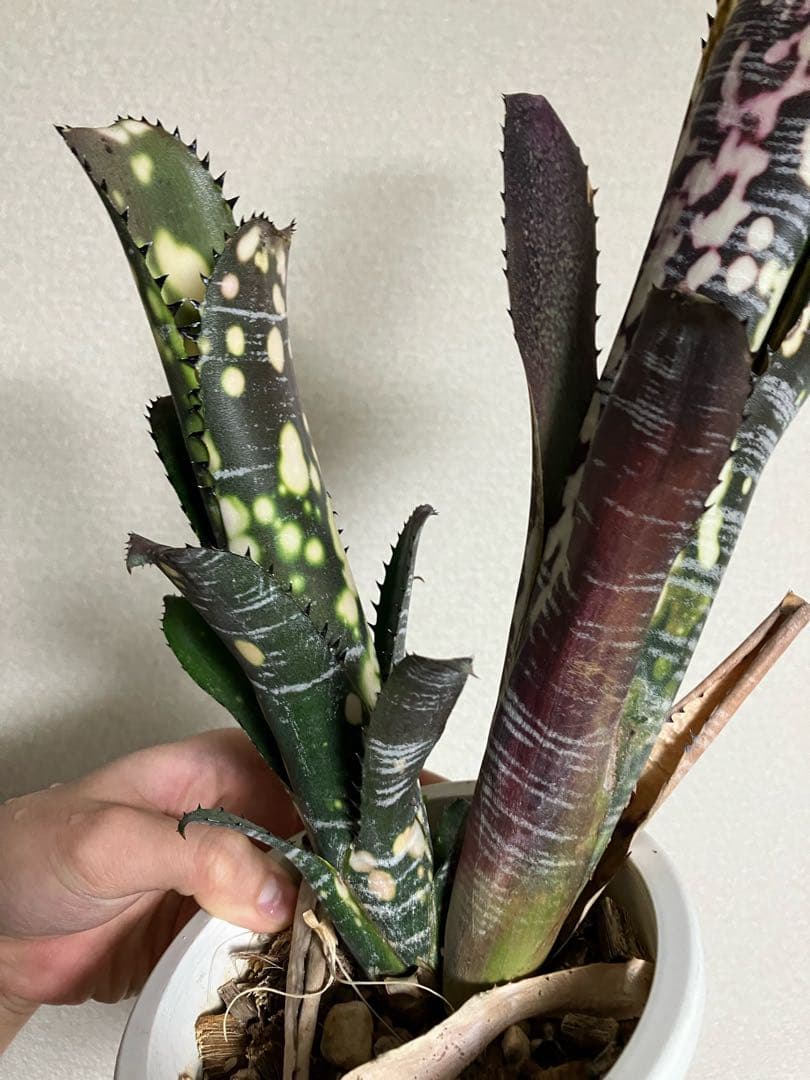 ブロメリア・エアープランツ B. 'Domingos Martins' Original Clone