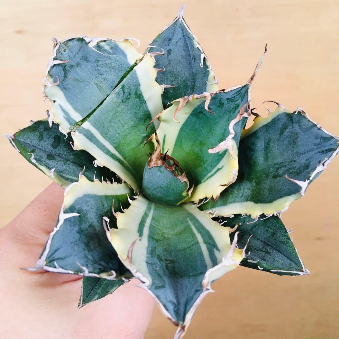 1 白鯨錦 クリーム覆輪斑 強棘 TC株 アガベ チタノタ