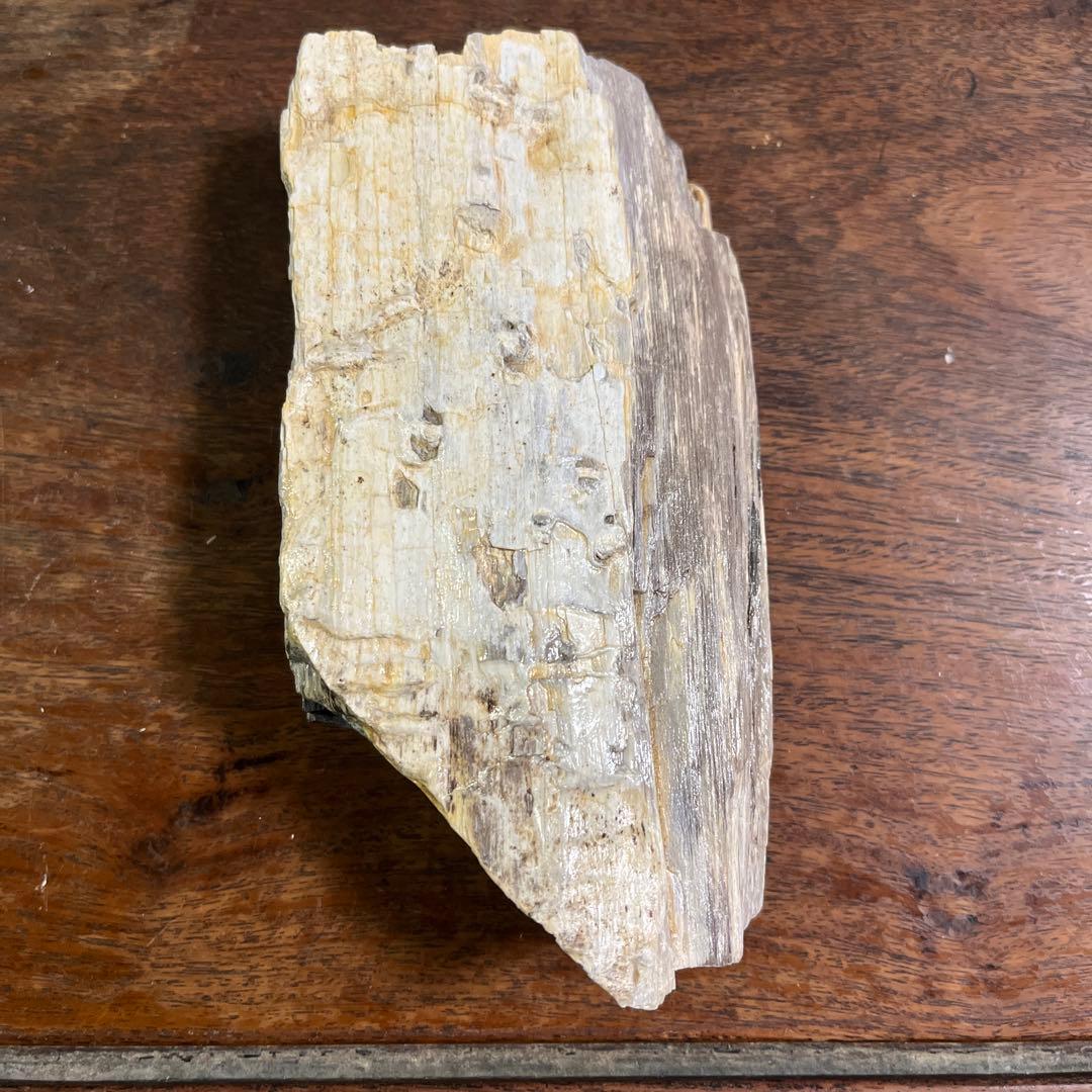 木の化石4点セット