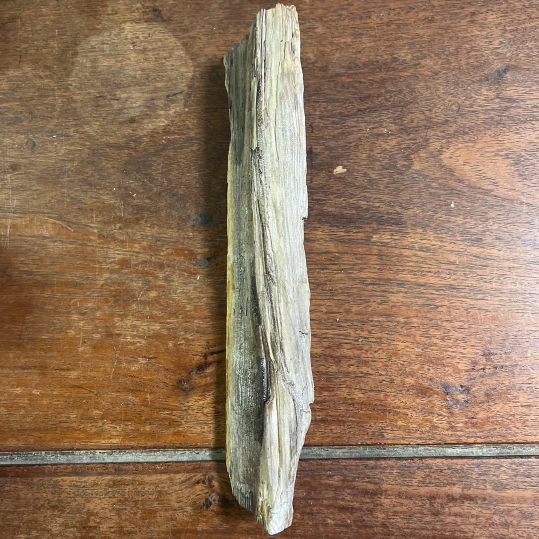 木の化石4点セット