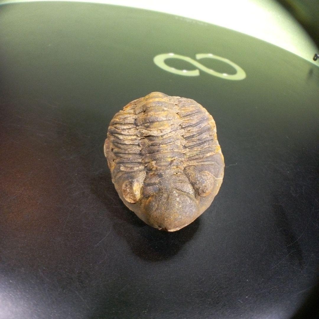 三葉虫　化石　fossil　海　ボリビア産　trilobite　海生動物分類③