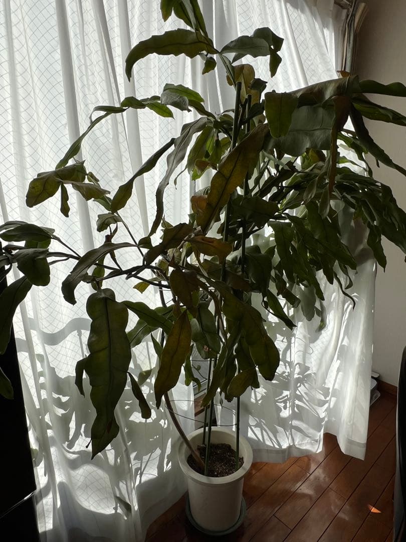 【超大株】月下美人：親株