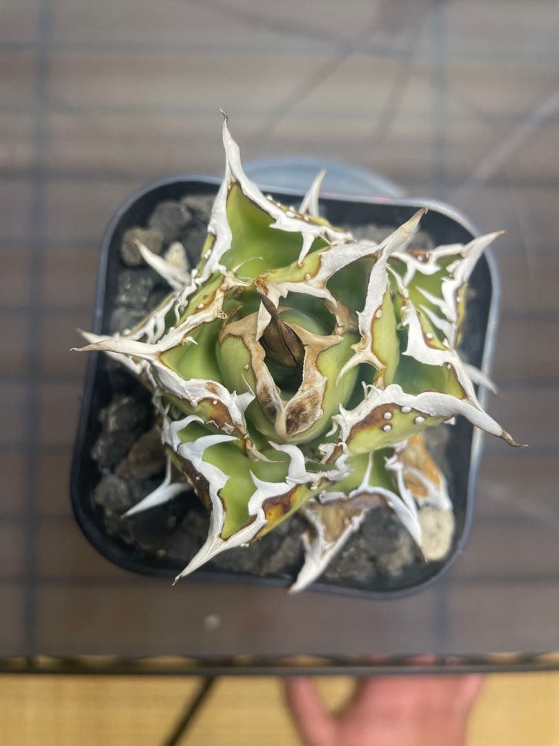 アガベ チタノタ　子株　ヨーロッパブツブツ　発根済み