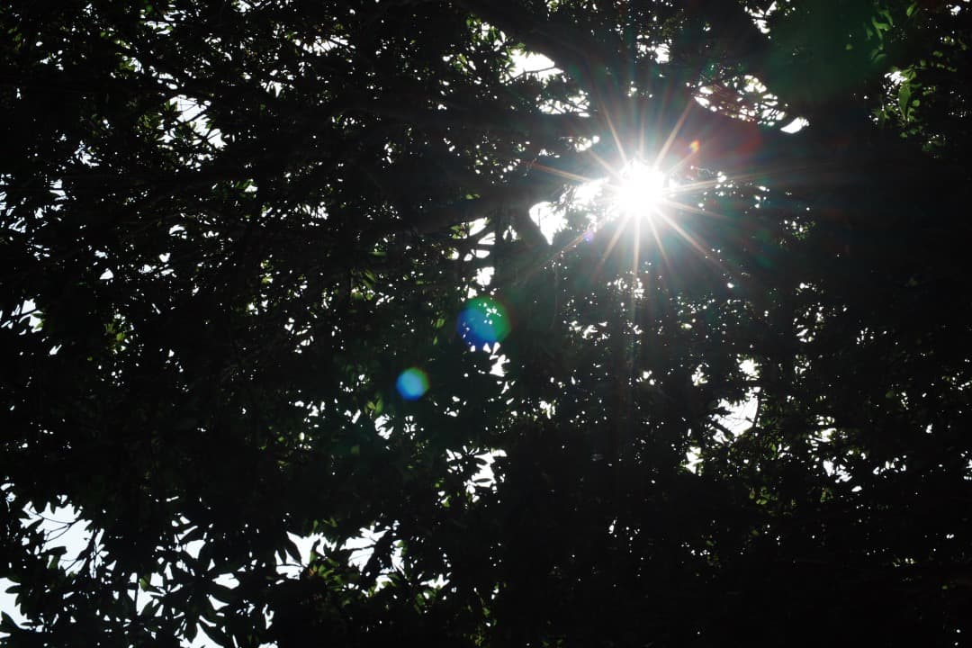 【極美品】動作◎ ニコン　Ai Nikkor 50mm F1.4 905