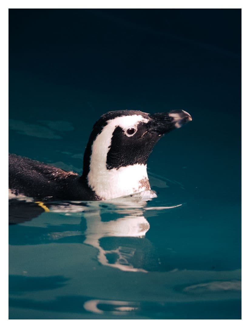 sigma DG 150-500 5-6.3　ニコン Fマウント　超望遠　望遠