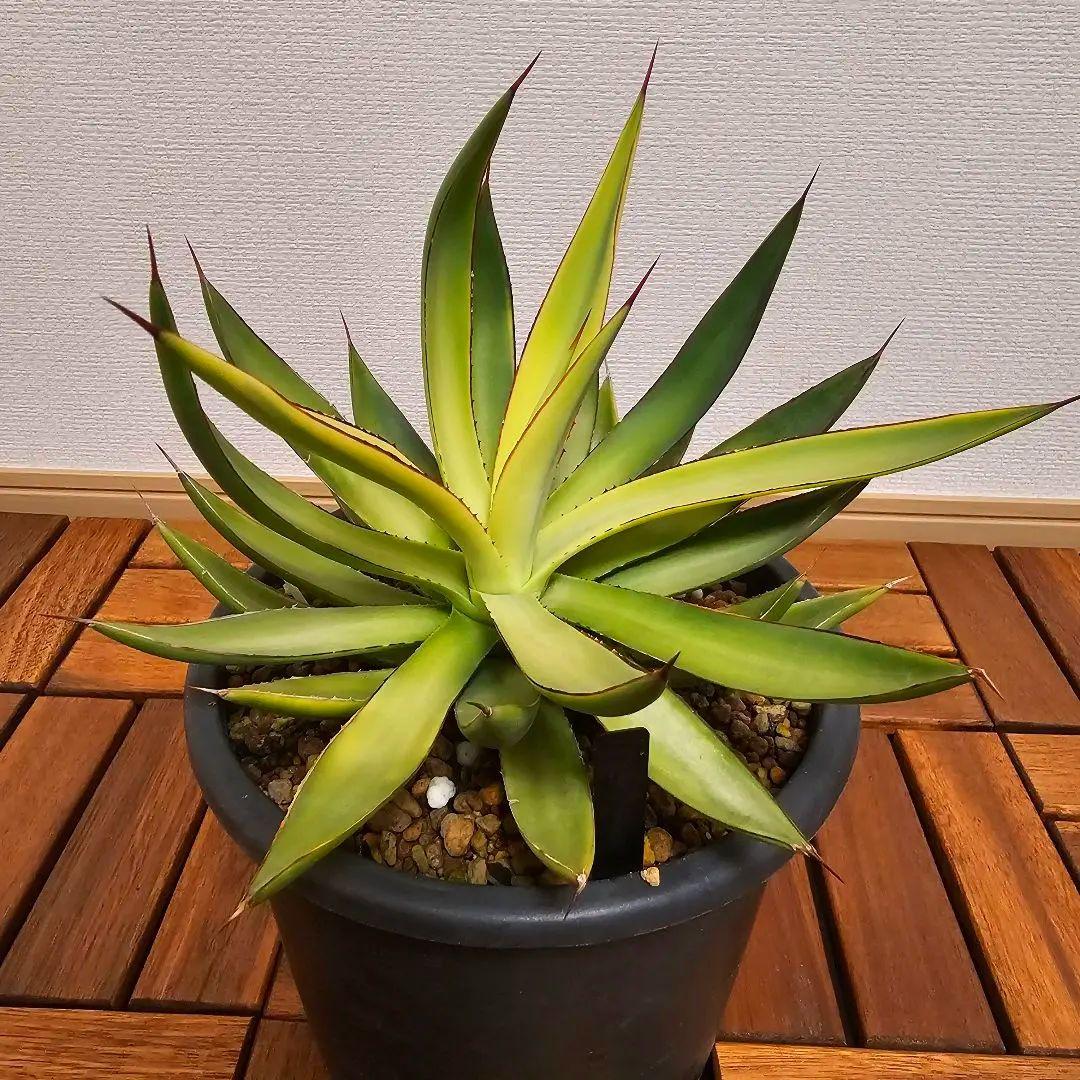 アガベ バーントバーガンディ　希少な糊斑タイプ