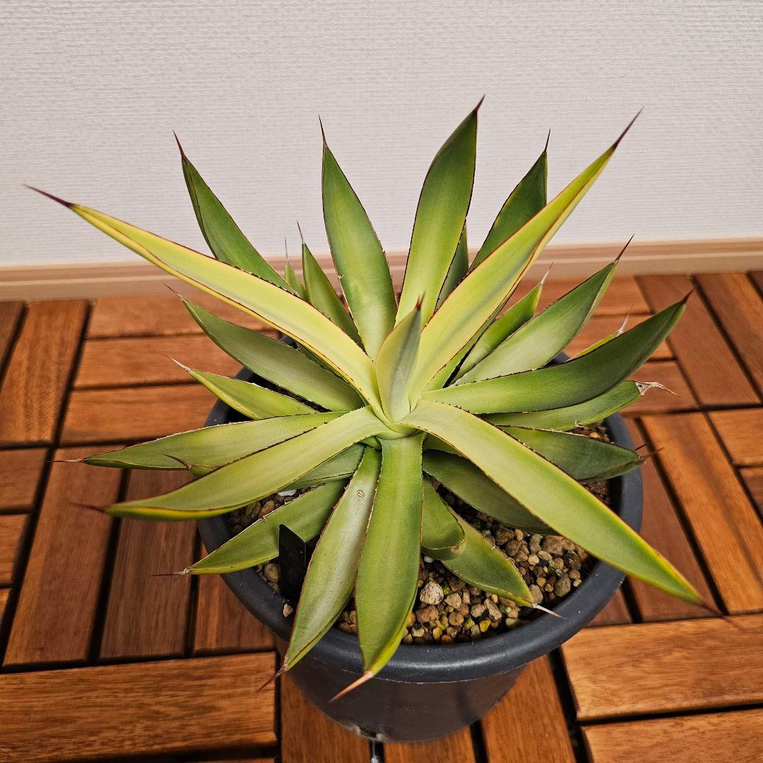 アガベ バーントバーガンディ　希少な糊斑タイプ