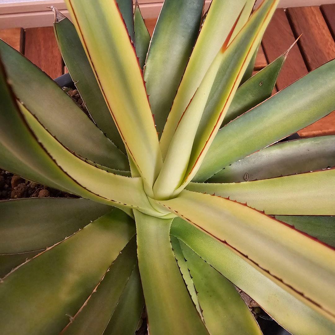 アガベ バーントバーガンディ　希少な糊斑タイプ