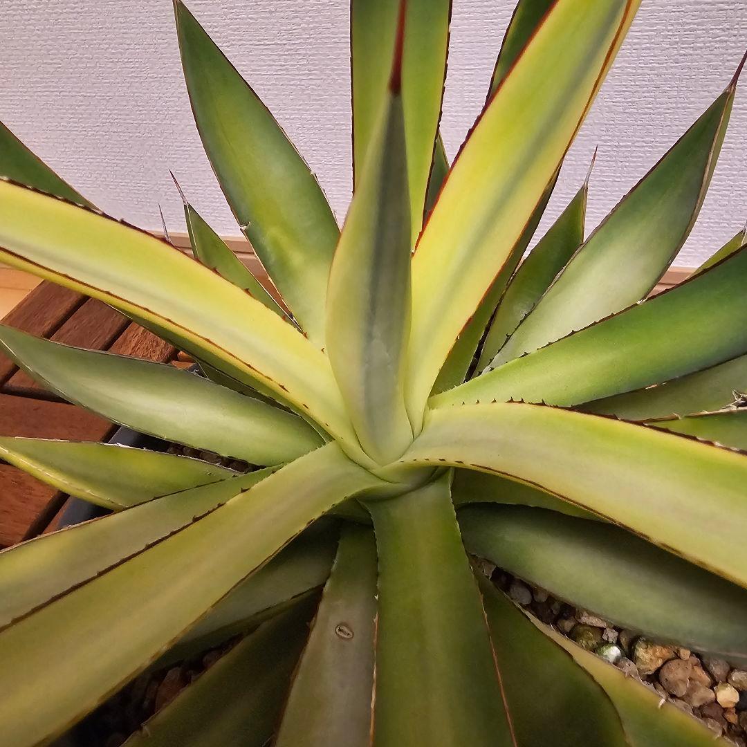 アガベ バーントバーガンディ　希少な糊斑タイプ