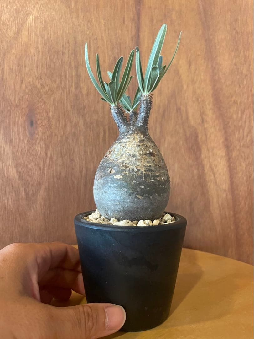 グラキリス　中　現地球　サンデルシー種子10粒プレゼント