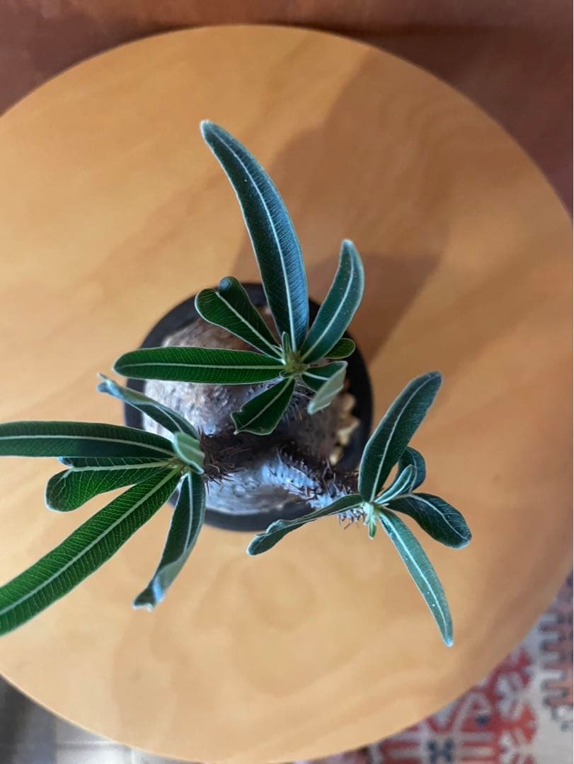 グラキリス　中　現地球　サンデルシー種子10粒プレゼント