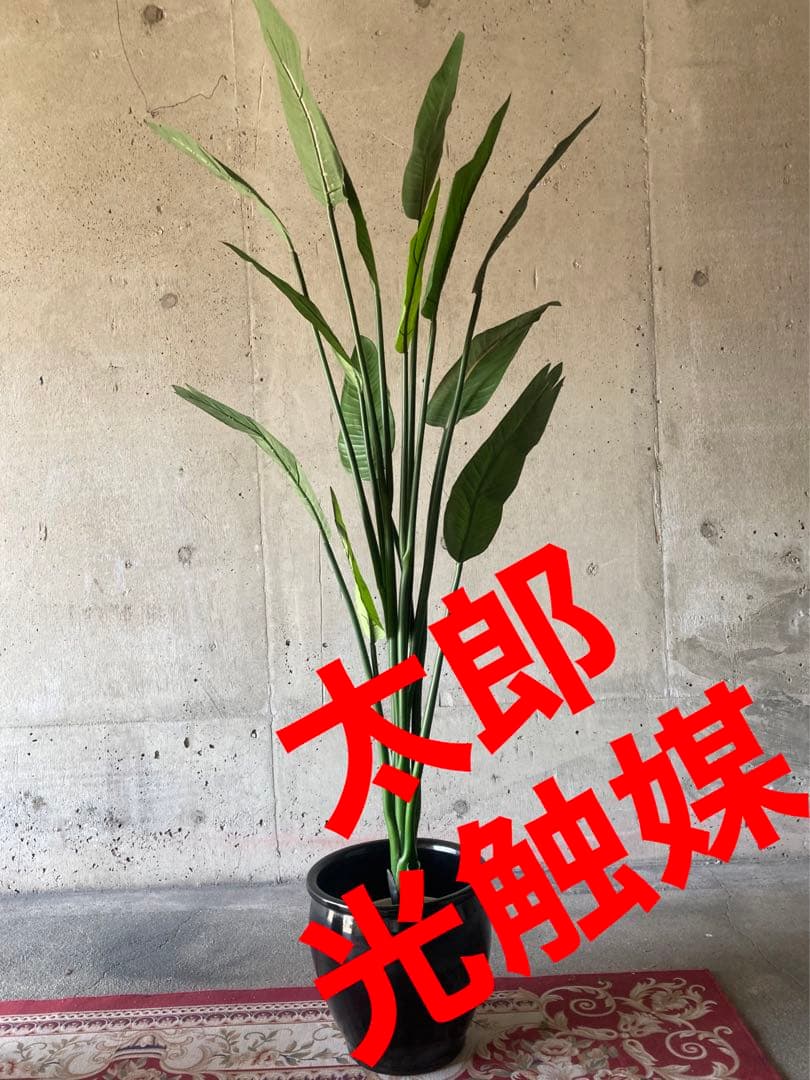 光触媒　人工観葉植物　オーガスタ　フェイクグリーン　ストレッチア155aj