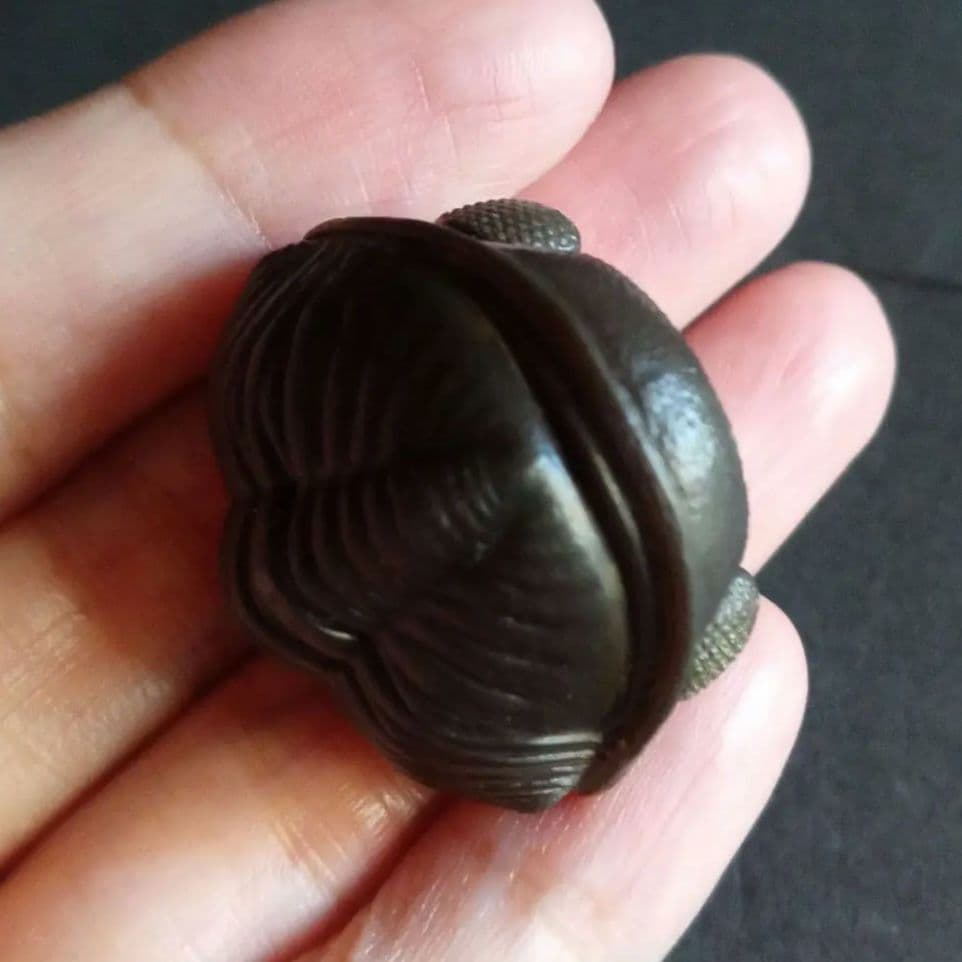 USA　三葉虫　エルドレドゲオスプ　33mm