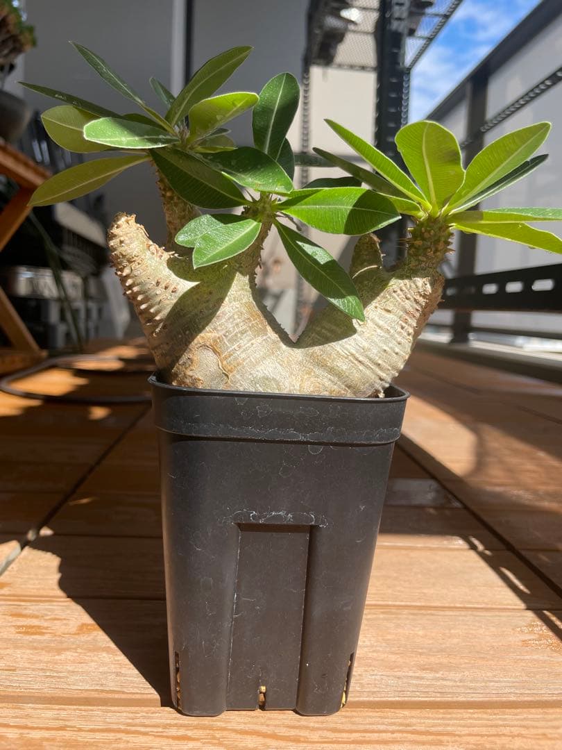 SALE【コンパクト良型】 マカイエンセ 多頭