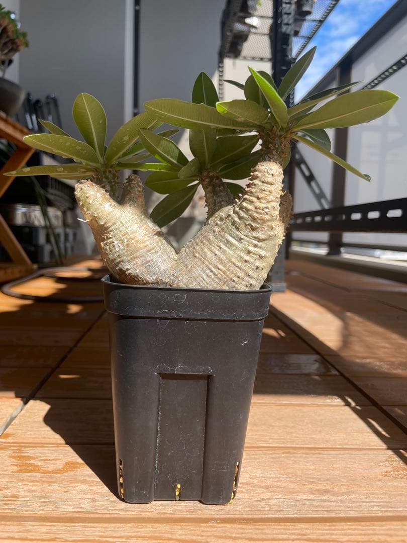 SALE【コンパクト良型】 マカイエンセ 多頭