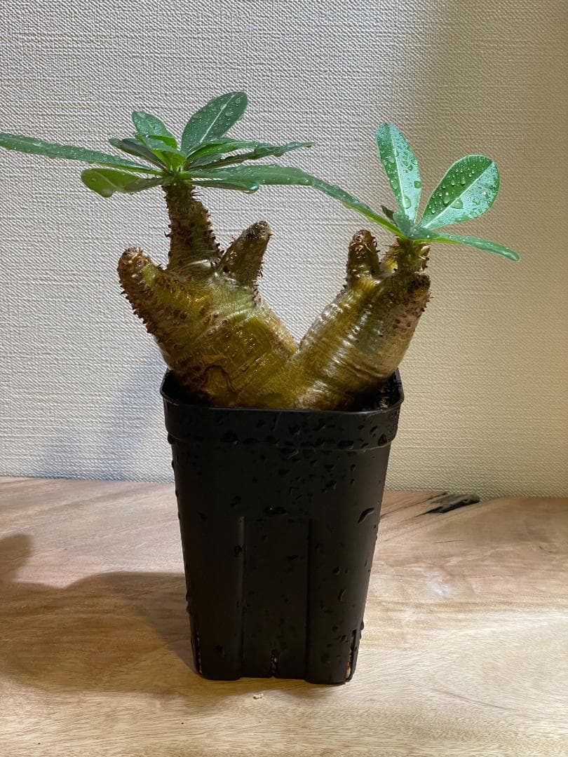 SALE【コンパクト良型】 マカイエンセ 多頭