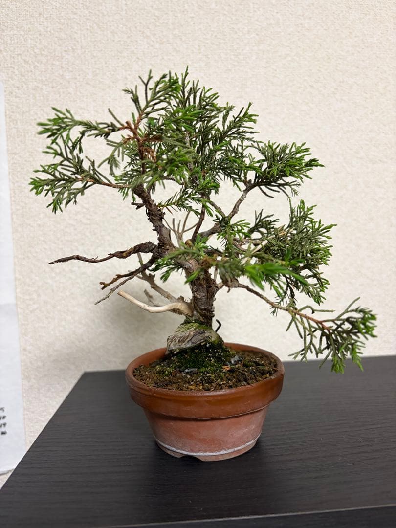 小品盆栽　真柏　糸魚川　優良素材