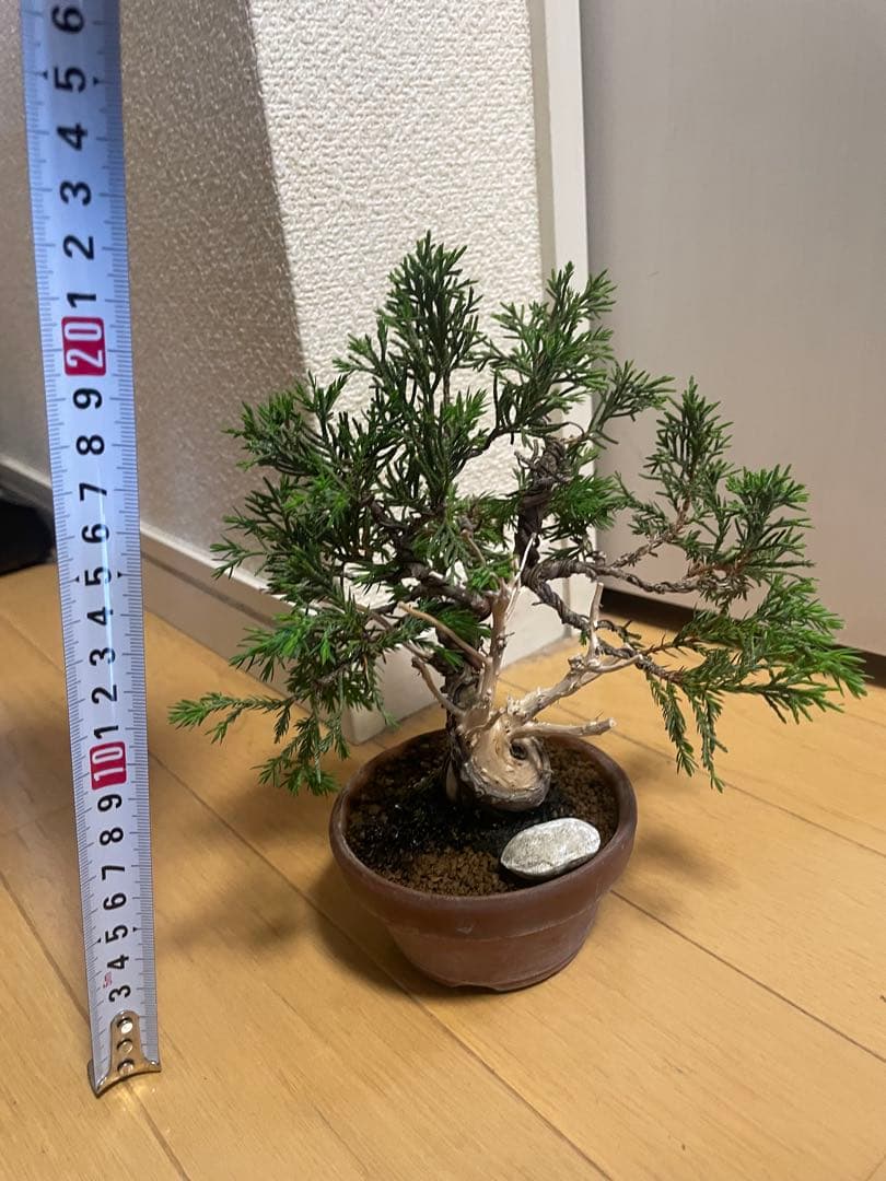 小品盆栽　真柏　糸魚川　優良素材