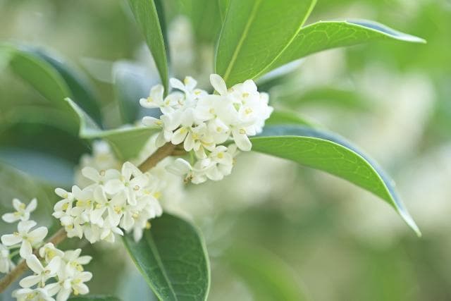 《現品》四季咲きモクセイ　樹高1.3ｍ（根鉢含まず）54【白花/苗木/植木】