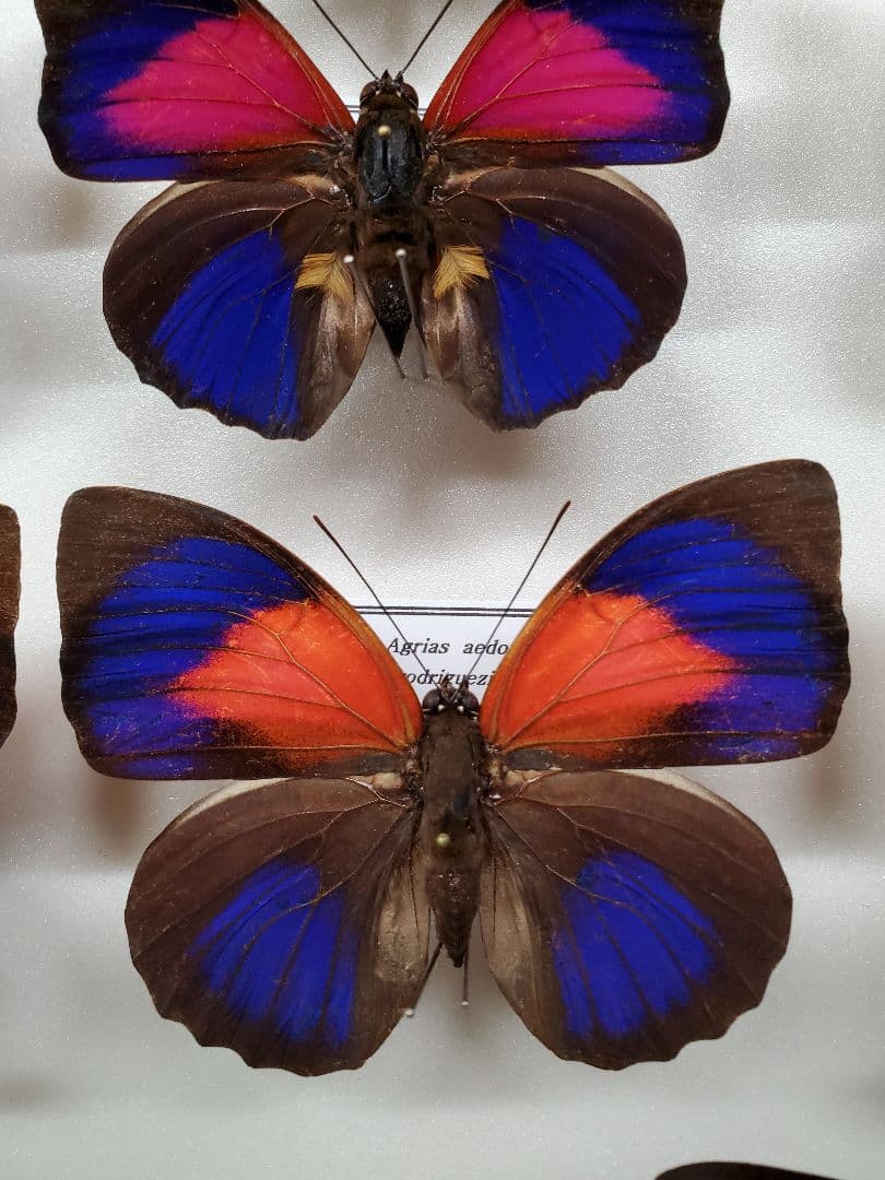 コレクションシリーズ、アグリアス、アエドン、ロドリゲッティー