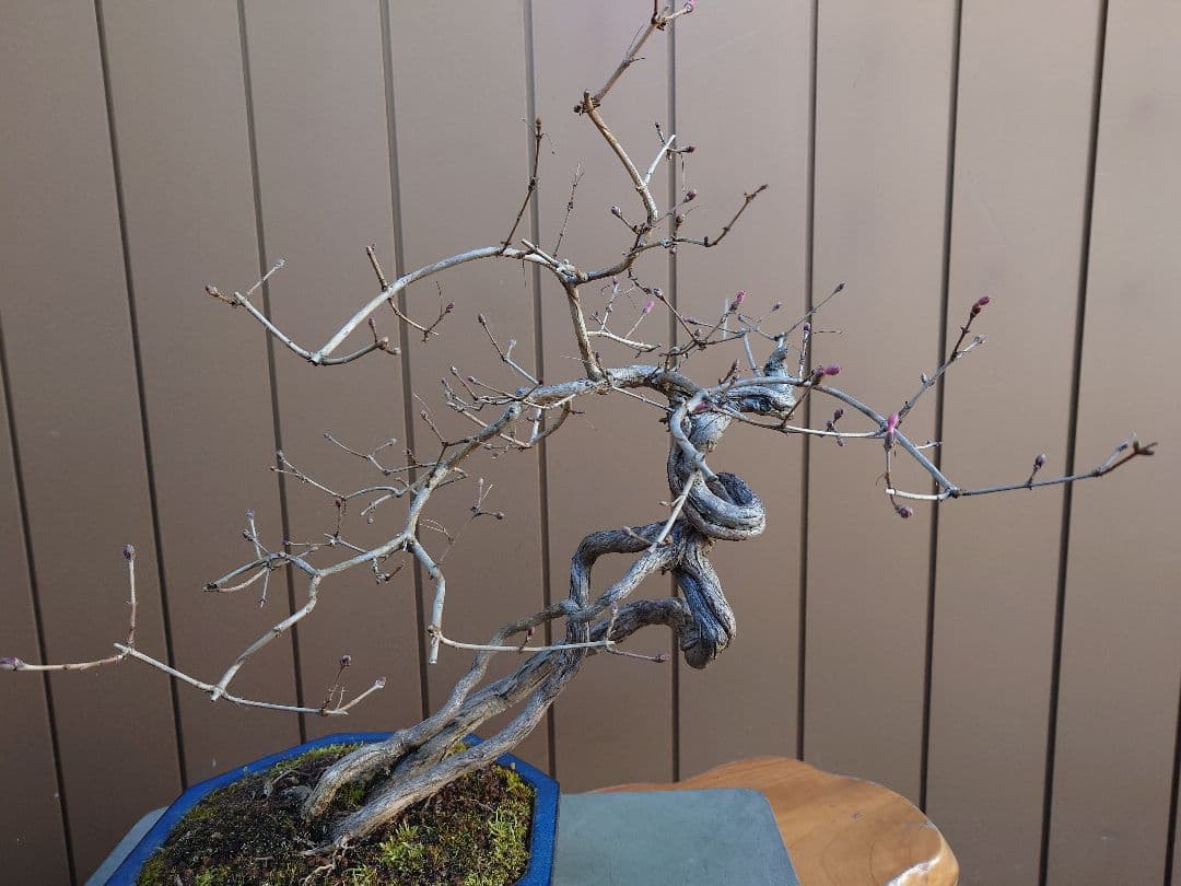 盆栽　ウグイスカグラ　樹高44cm